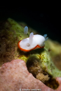 Goniobranchus albonares nudibranch_Feb 2024
(Canon100, 1... by Antonio Venturelli 